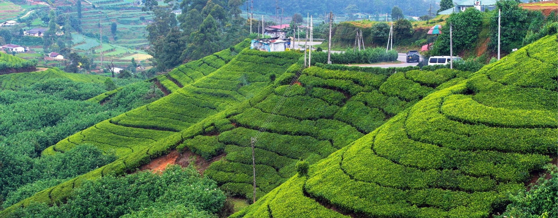 Wonen en werken in Sri Lanka
