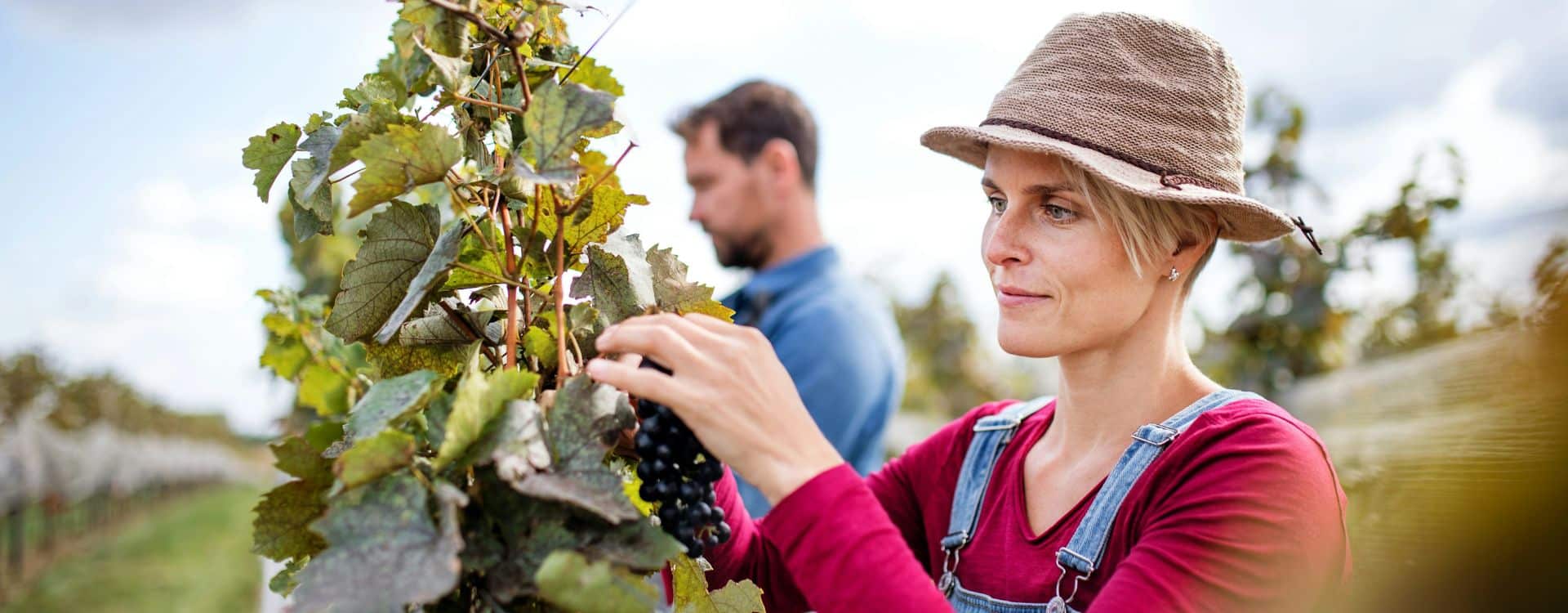 Should You Look for Seasonal Vineyard Work?